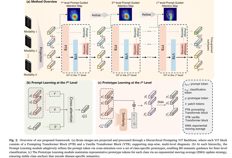 HP2L framework diagram showing hierarchical prompting ViT backbone with PTB and VTB blocks, prompt learning via cross-attention over class prototypes, and EMA-based prototype update for 23 brain disorder classification